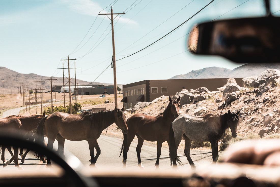 NEVADA 3 : Lake Tahoe and Wild Mustangs